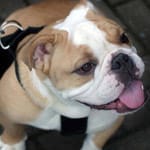 Engelsk bulldog